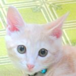 こねこ、そら、遊ぶ