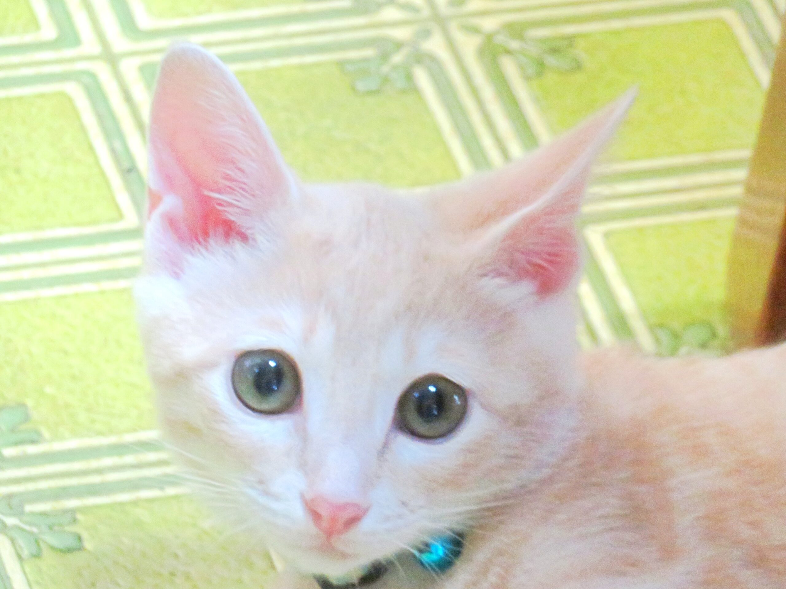 こねこ、そら、遊ぶ