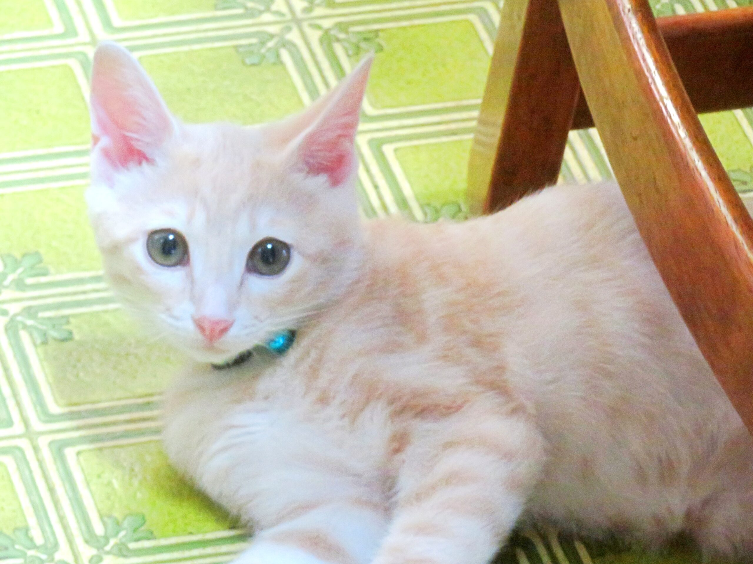 こねこ、そら、遊ぶ