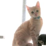 こねこ、そら、遊ぶ