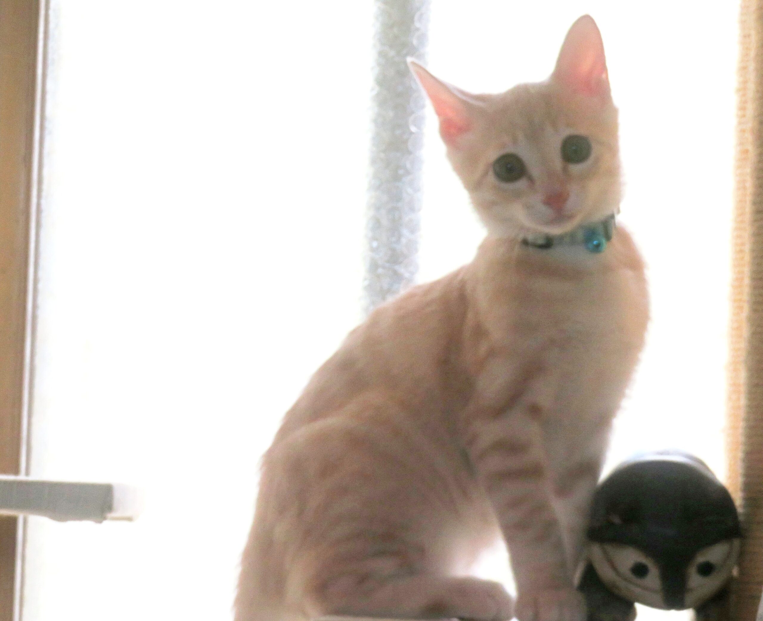 こねこ、そら、遊ぶ