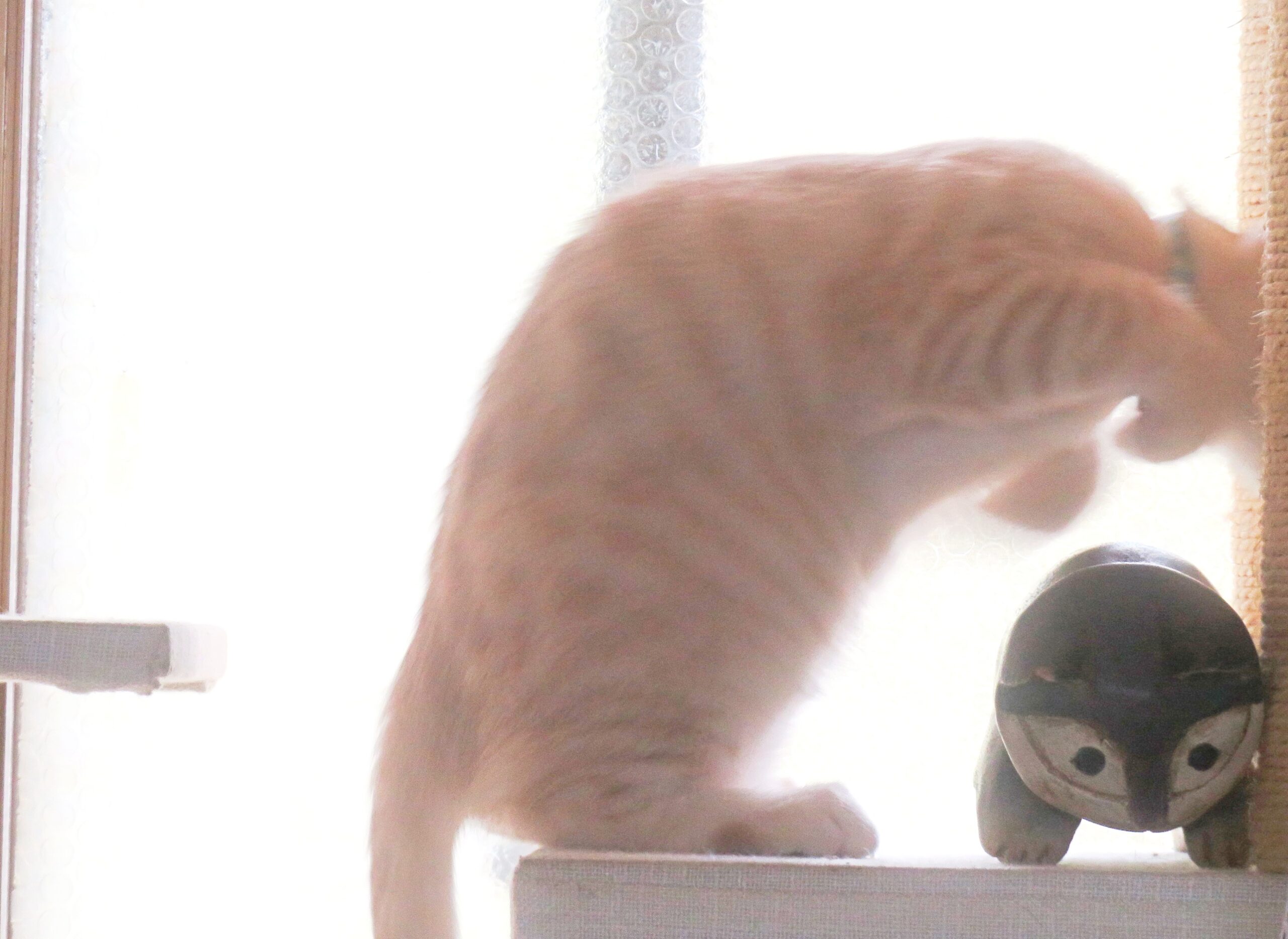 こねこ、そら、遊ぶ