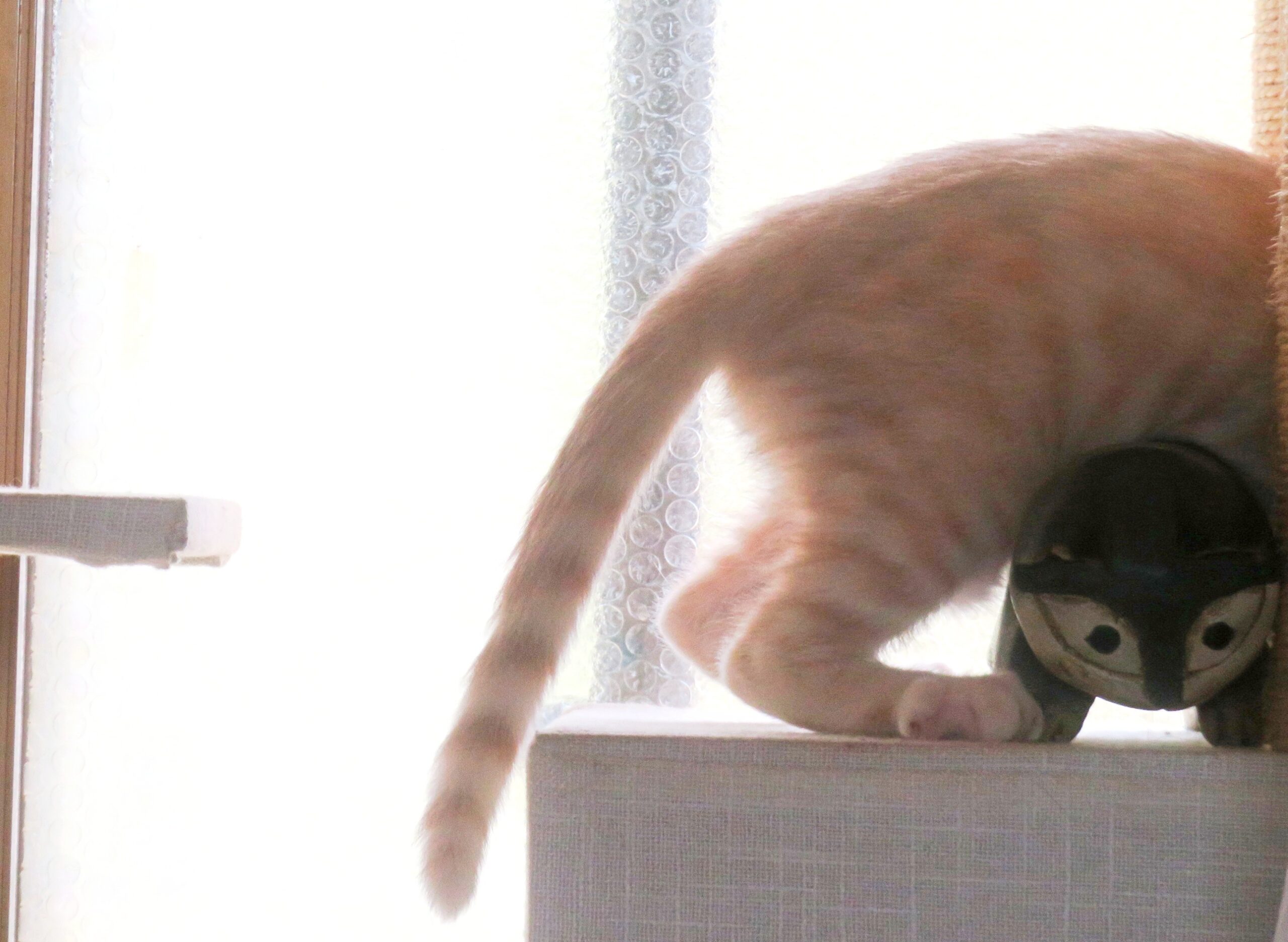 こねこ、そら、遊ぶ