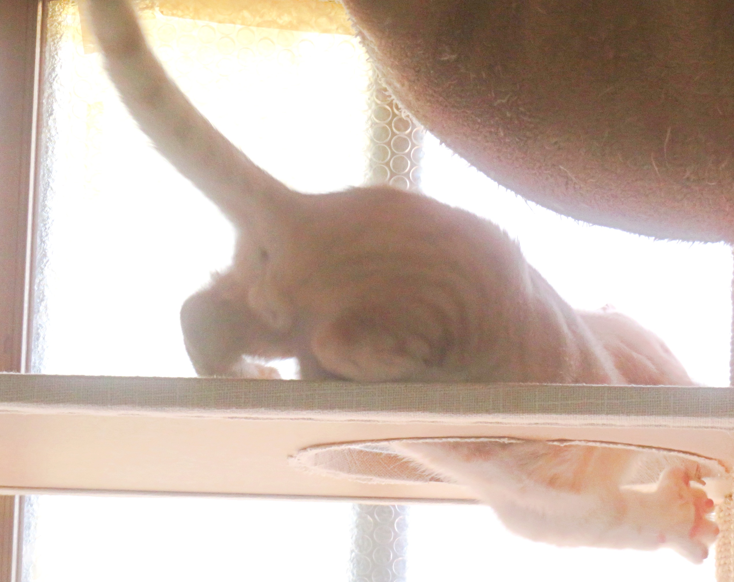 こねこ、そら、遊ぶ