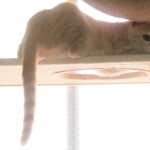 こねこ、そら、遊ぶ