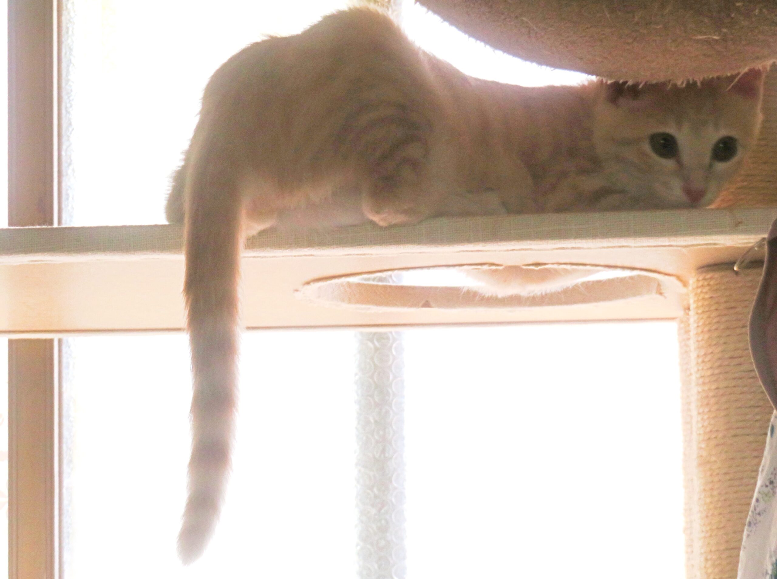 こねこ、そら、遊ぶ