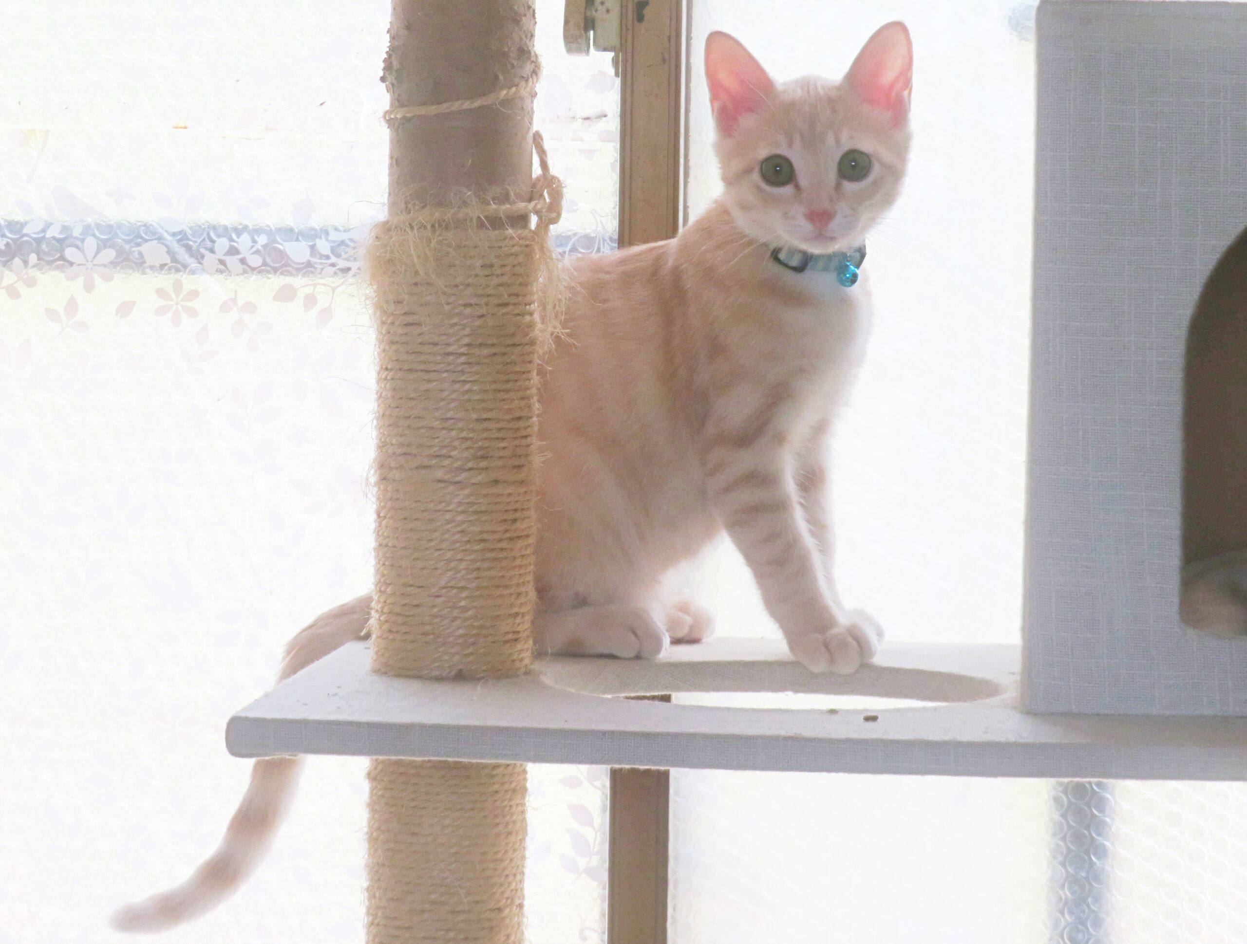 こねこ、そら、遊ぶ