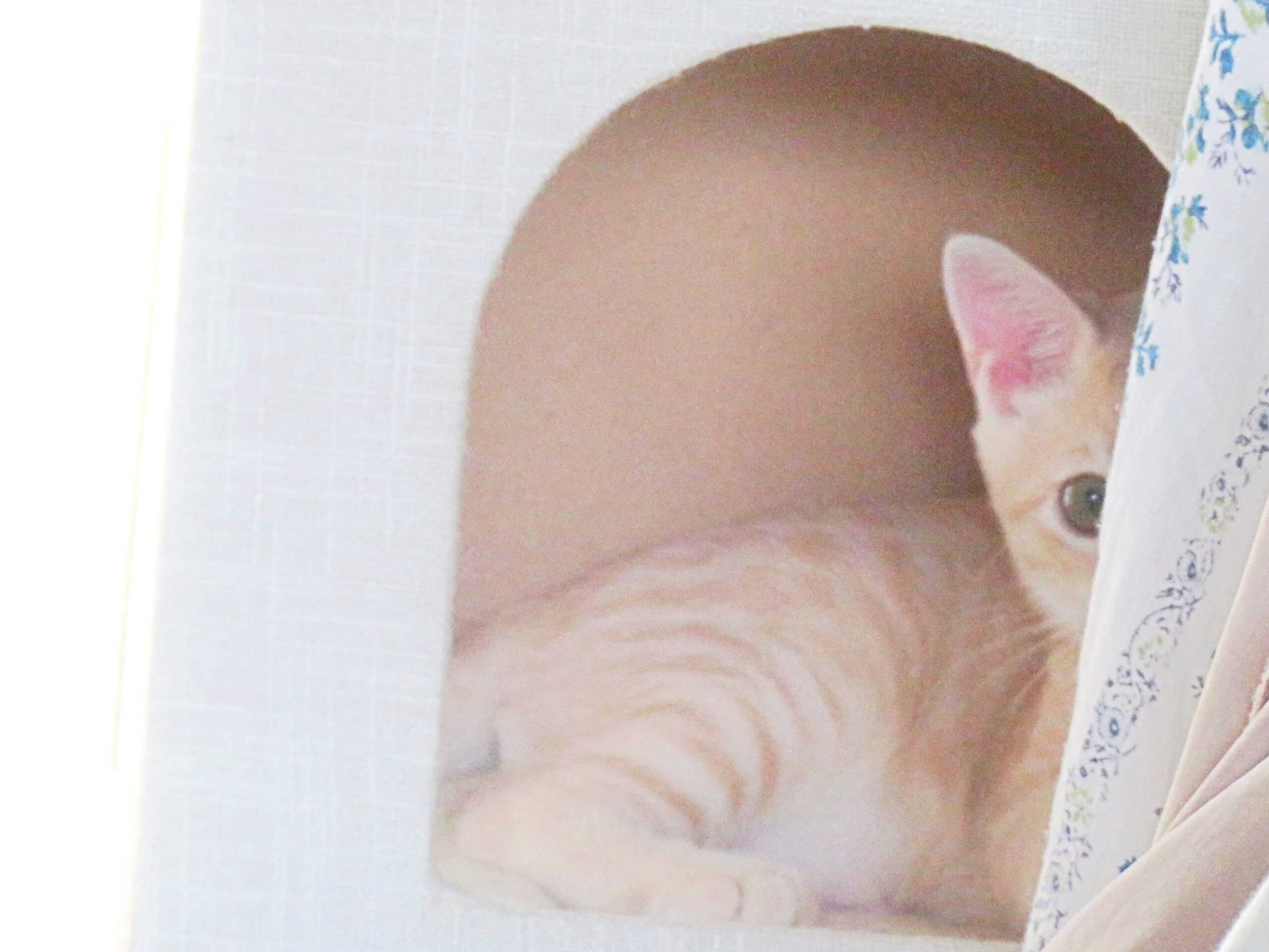 こねこ、そら、遊ぶ