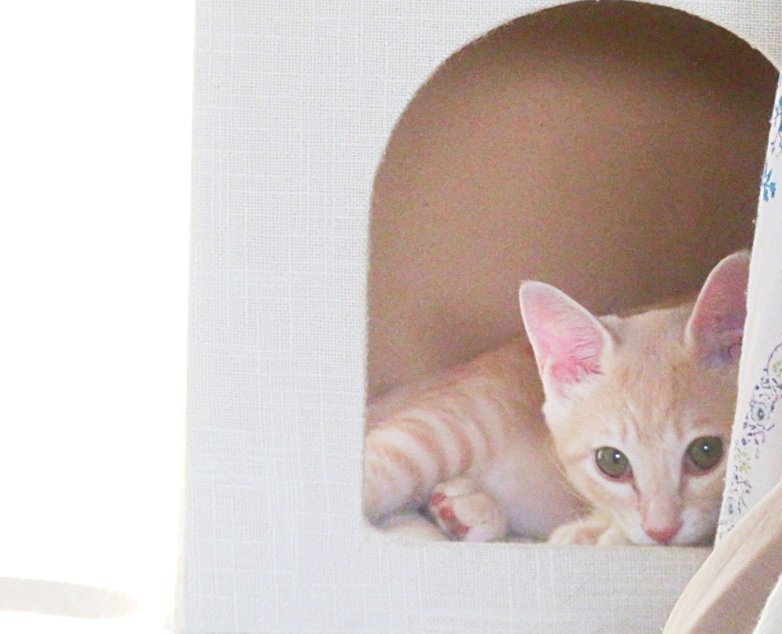 こねこ、そら、遊ぶ