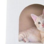 こねこ、そら、遊ぶ