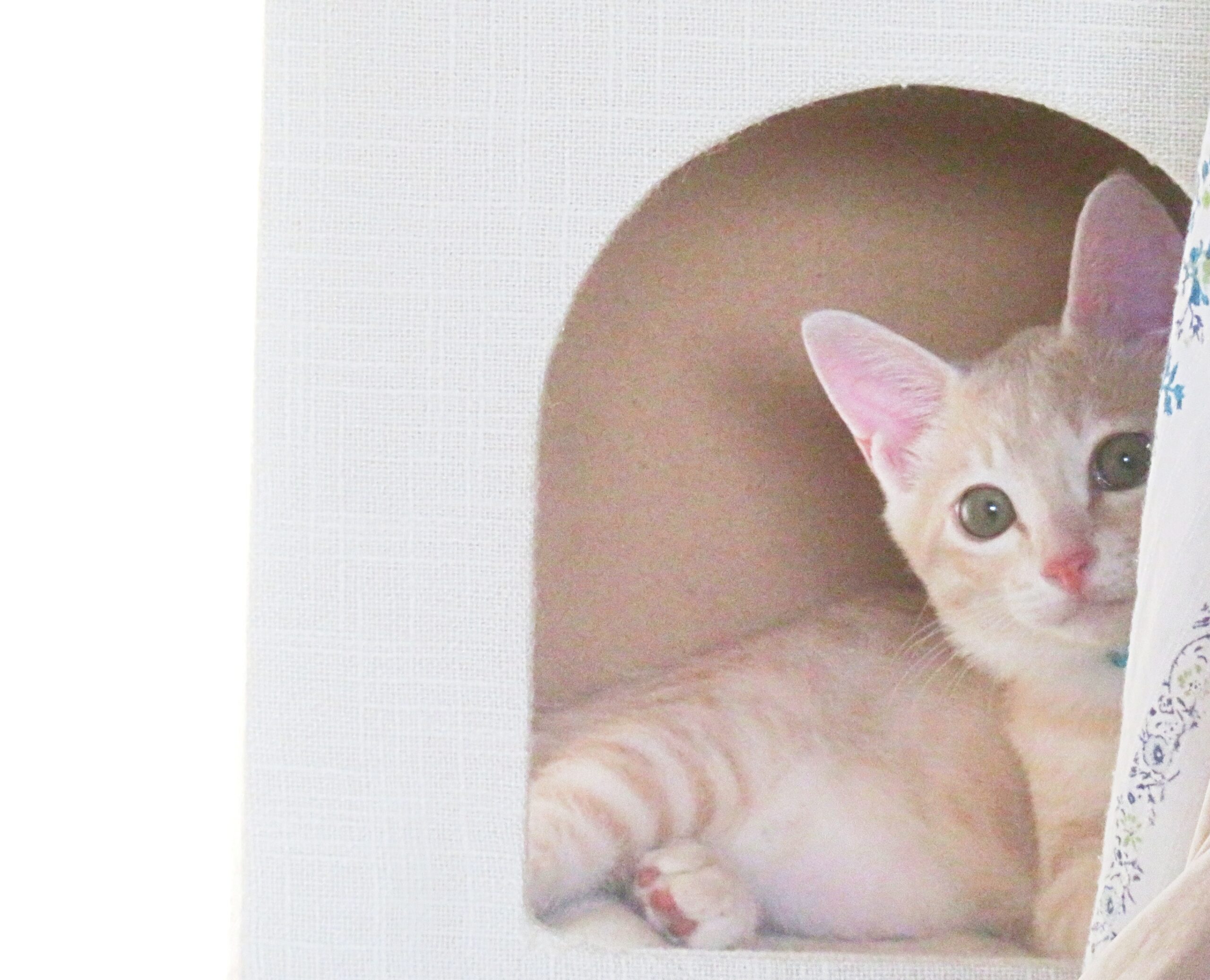 こねこ、そら、遊ぶ