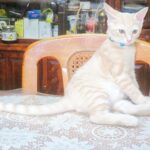 こねこ、そら、遊ぶ