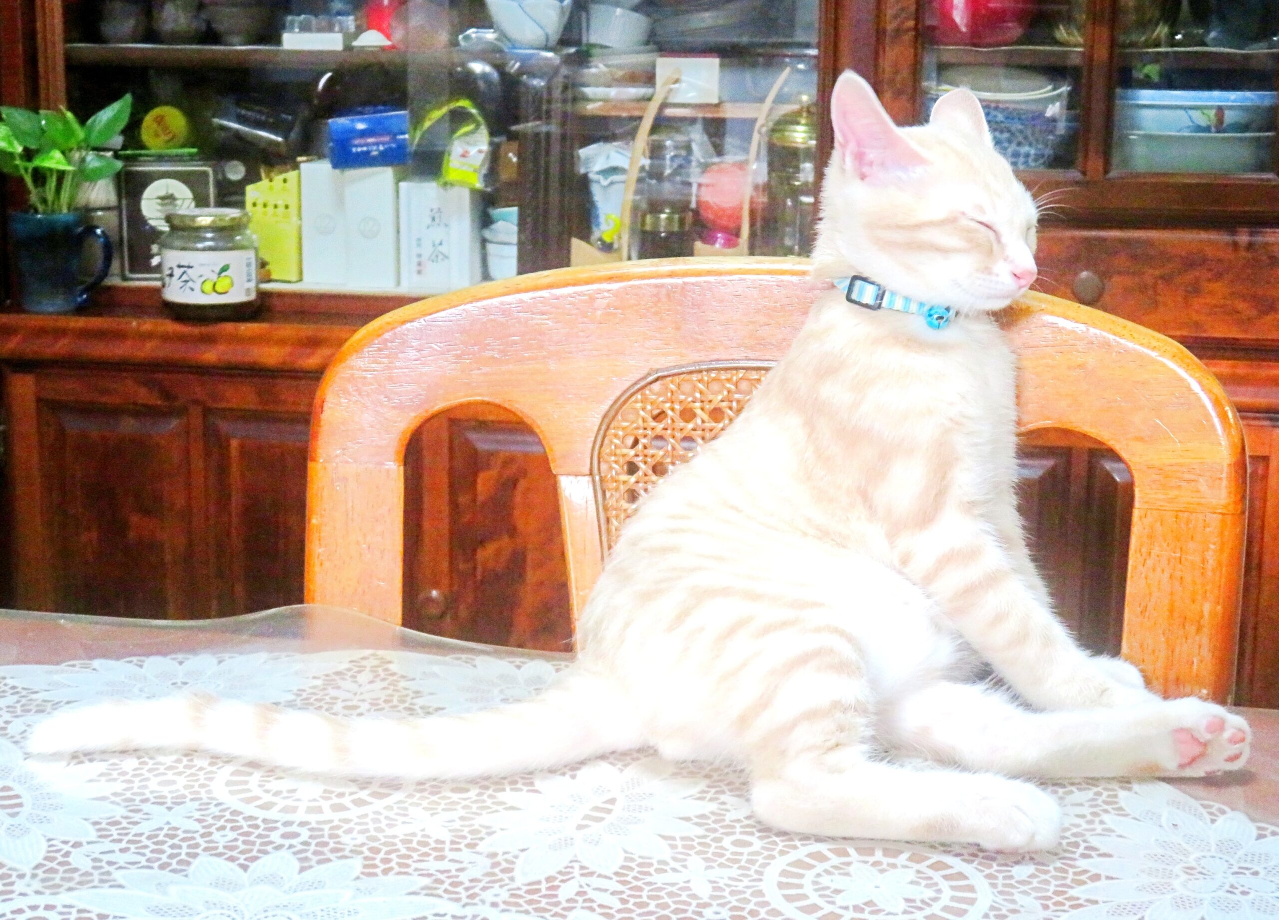 こねこ、そら、遊ぶ