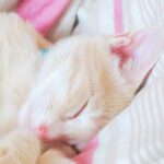 こねこ、そら、ベッド