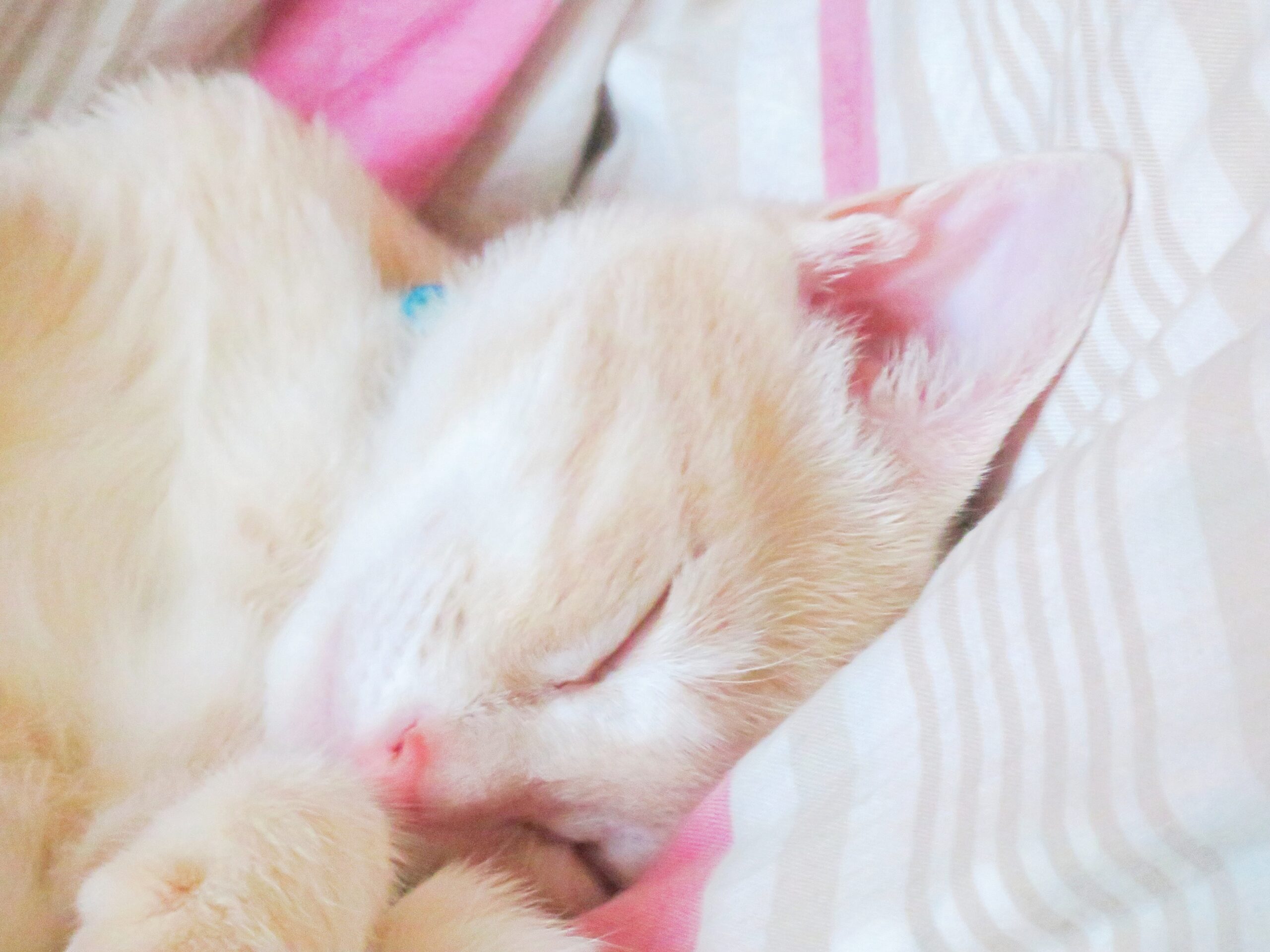 こねこ、そら、ベッド