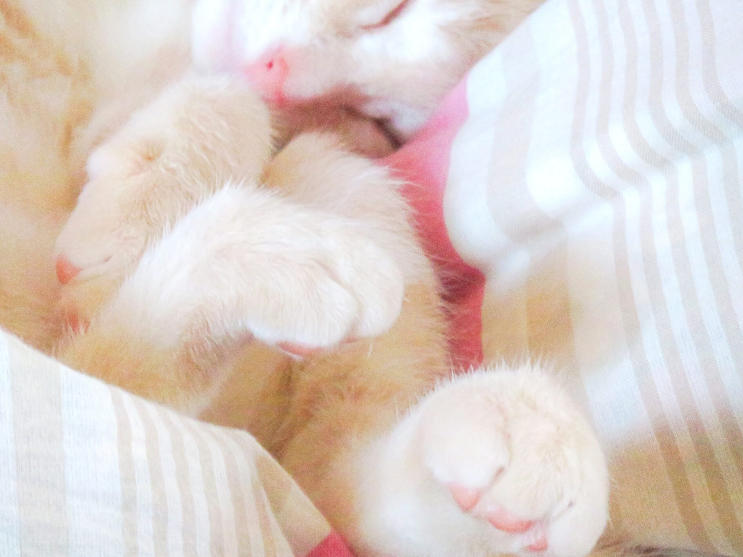 こねこ、そら、ベッド