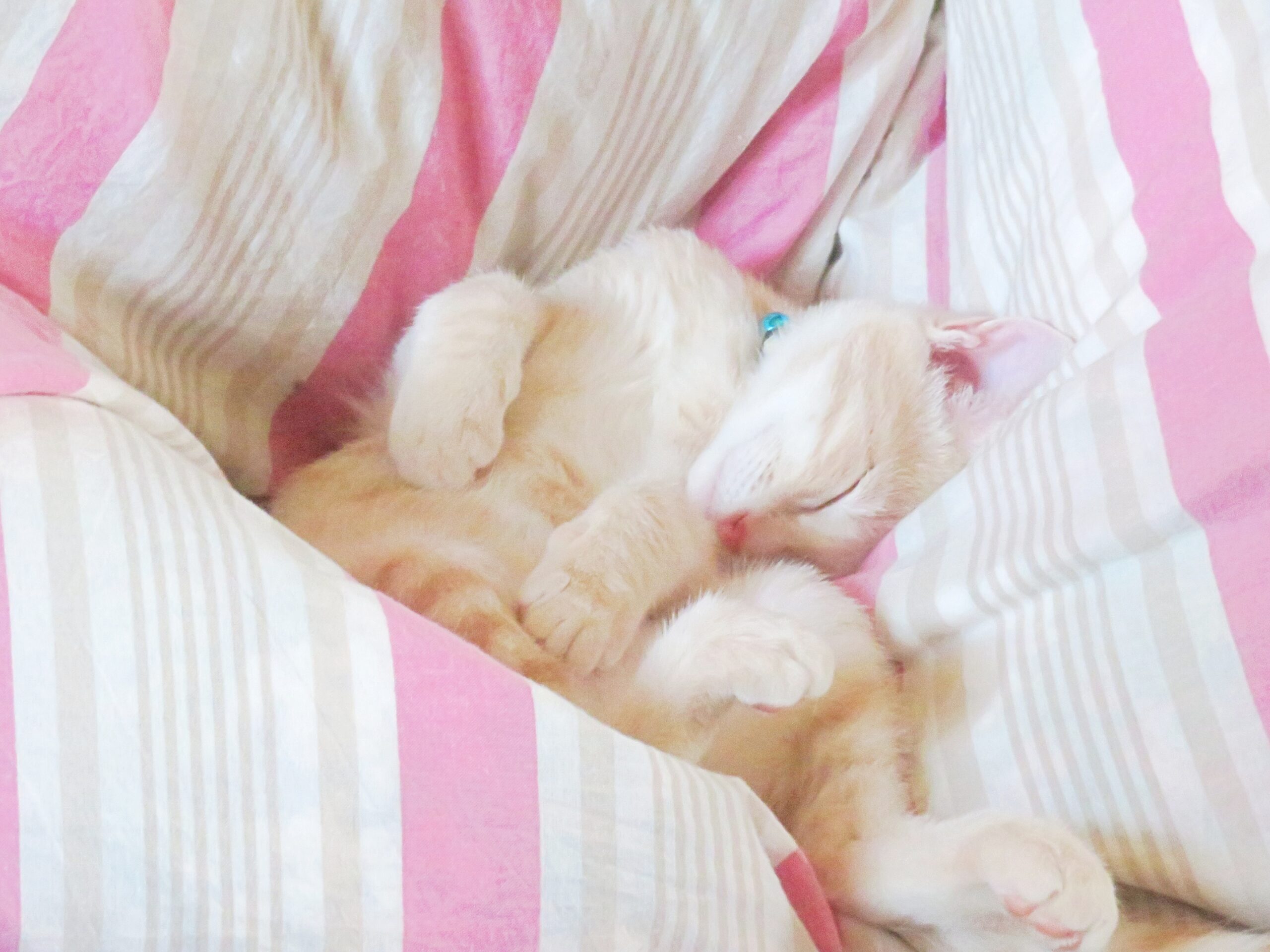 こねこ、そら、ベッド