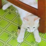 こねこ、そら、遊ぶ