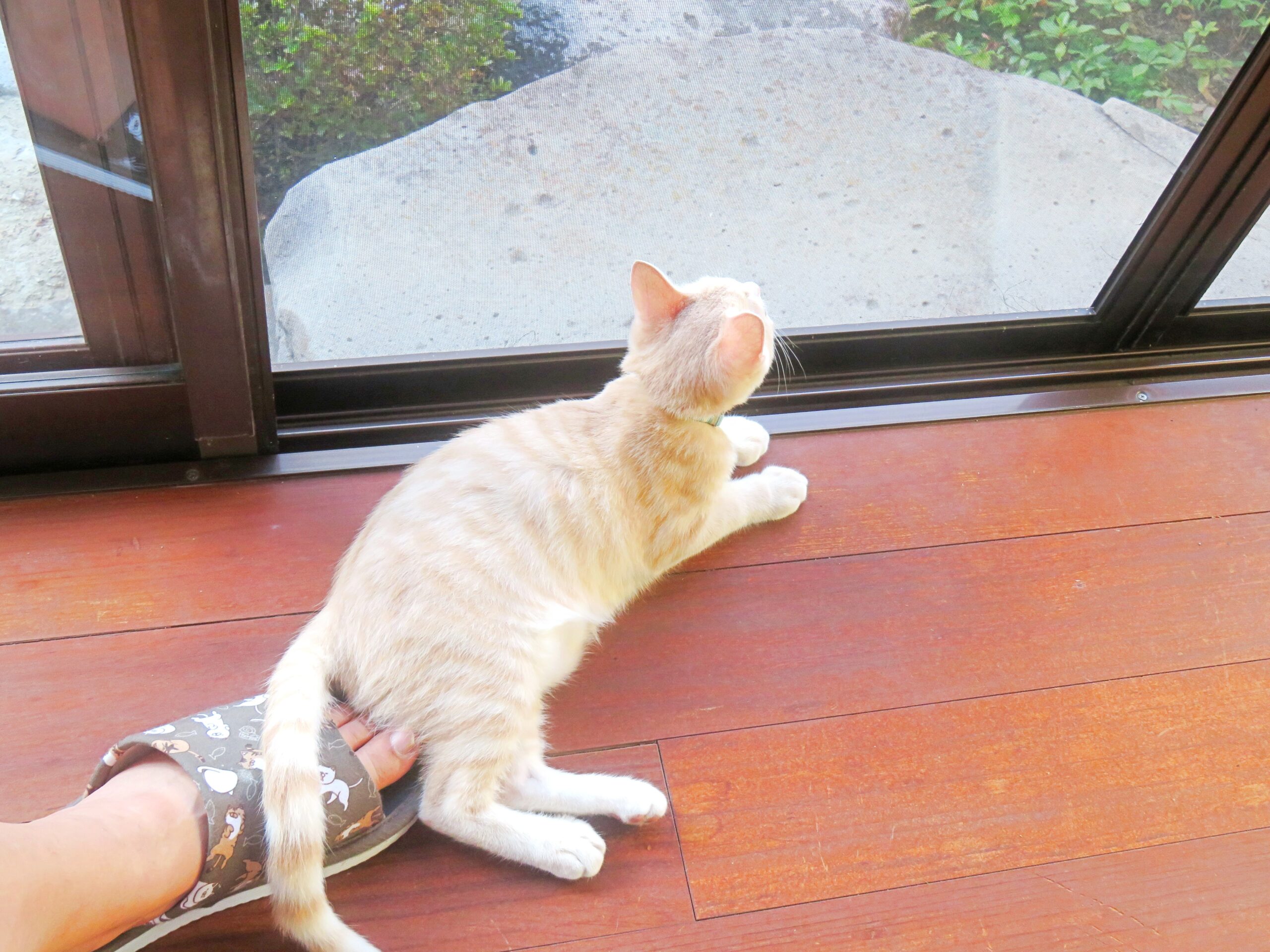 こねこ、そら、遊ぶ