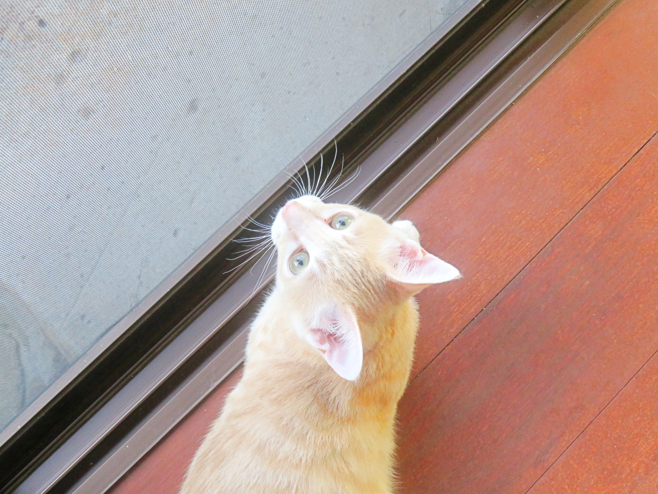 こねこ、そら、遊ぶ