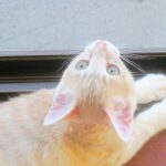 こねこ、そら、遊ぶ