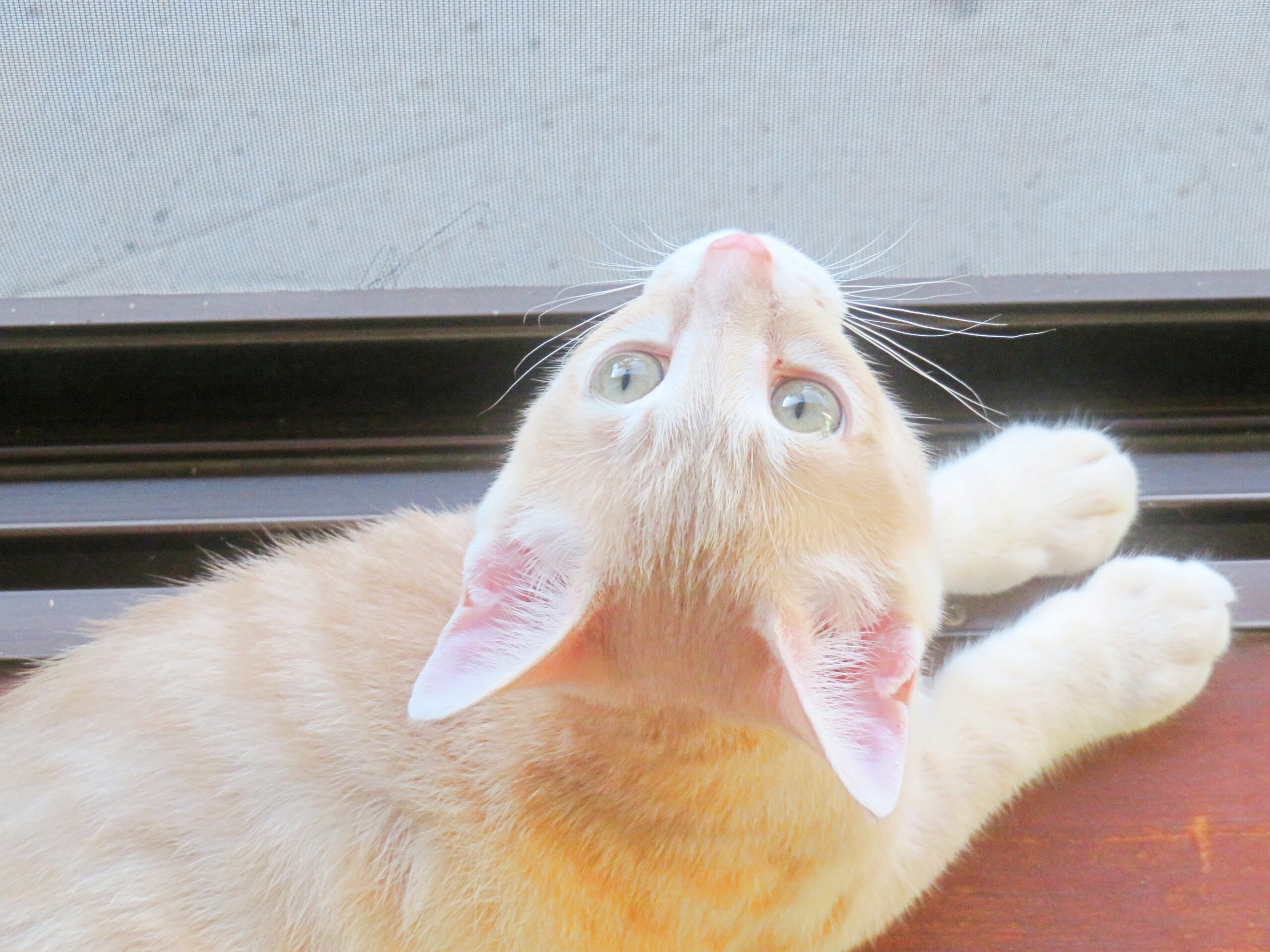 こねこ、そら、遊ぶ