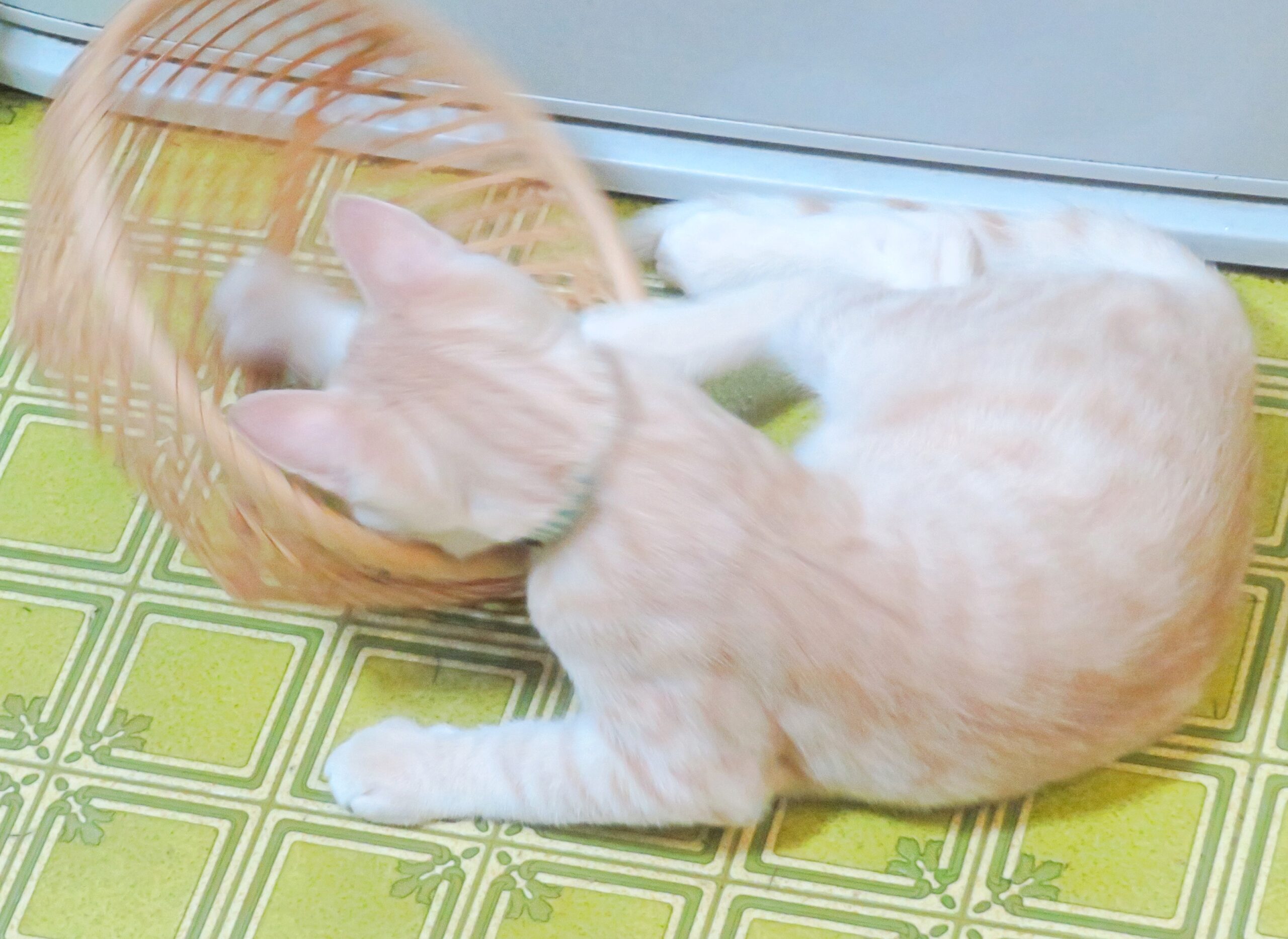 こねこ、そら、遊ぶ