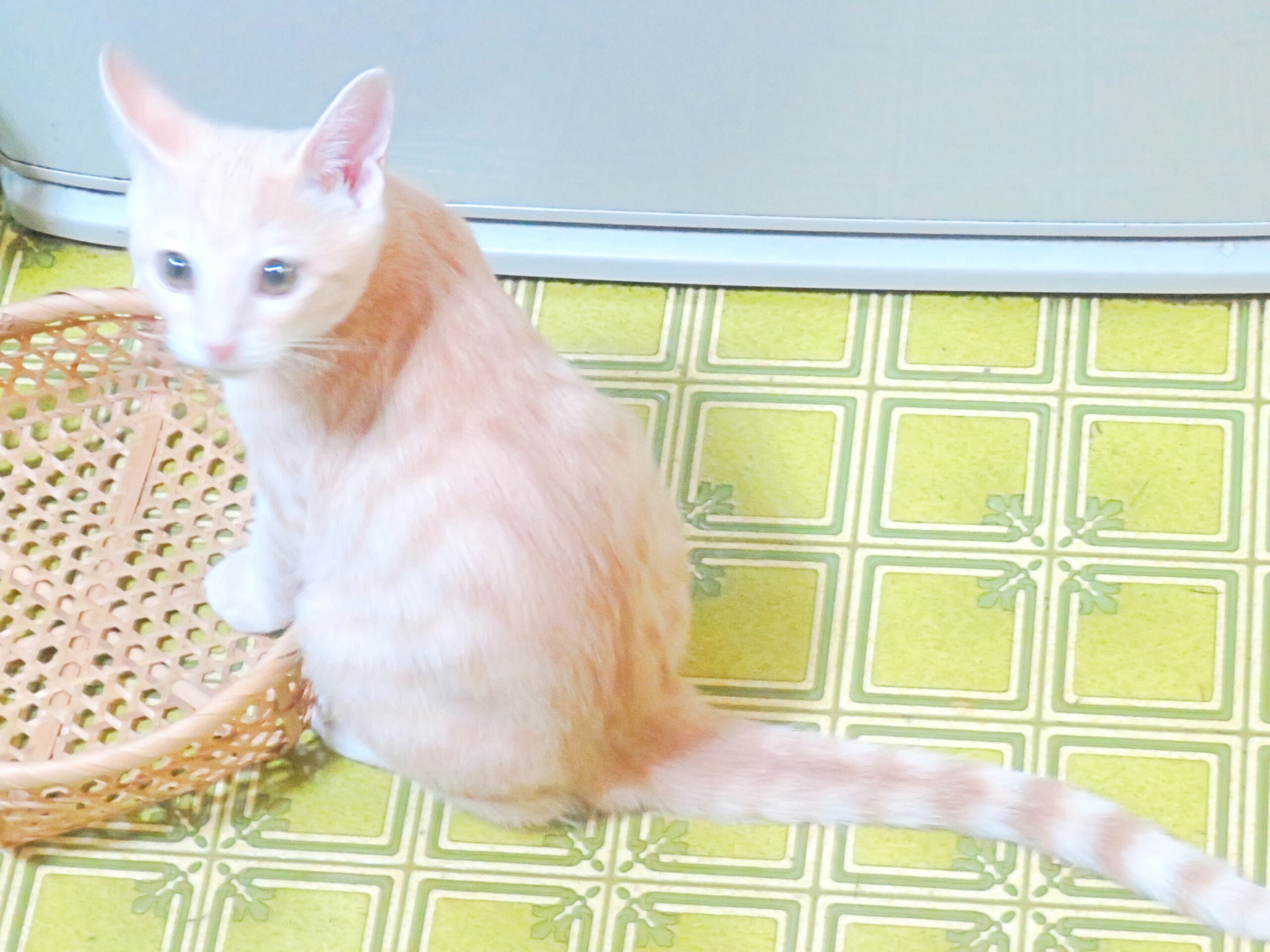 こねこ、そら、遊ぶ