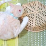 こねこ、そら、遊ぶ