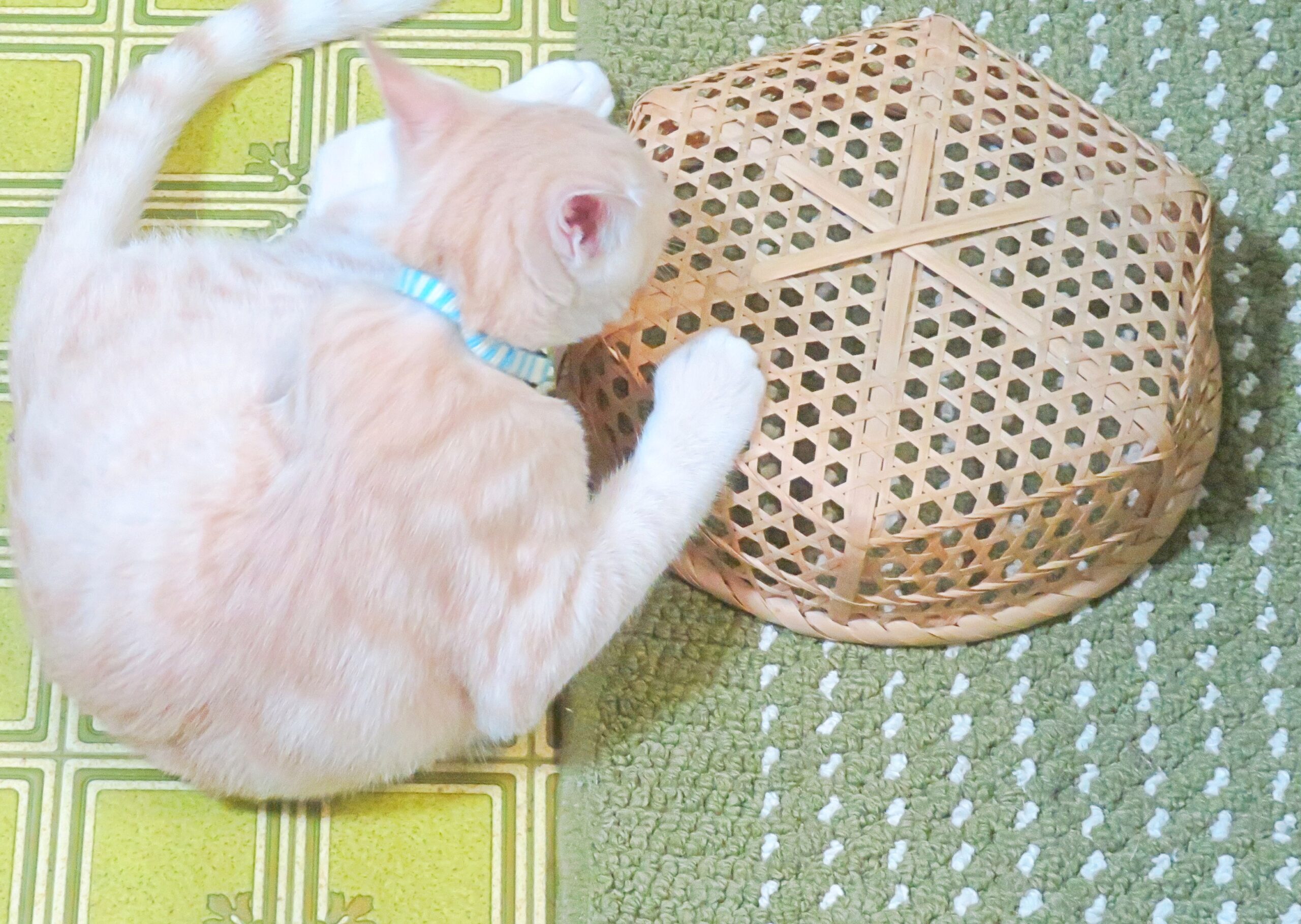 こねこ、そら、遊ぶ