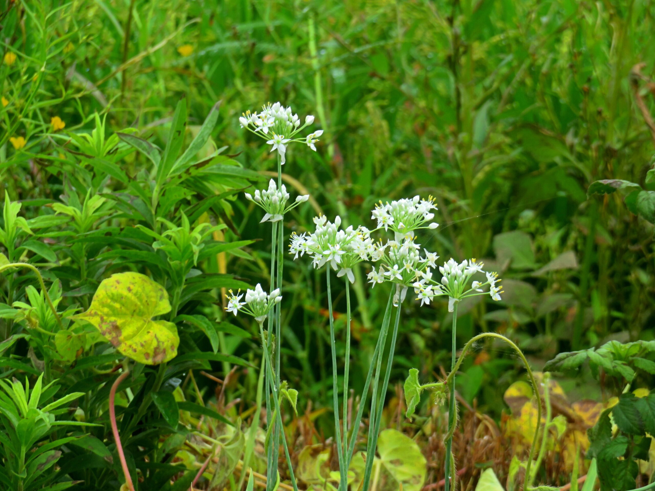野韮(のにら)の花