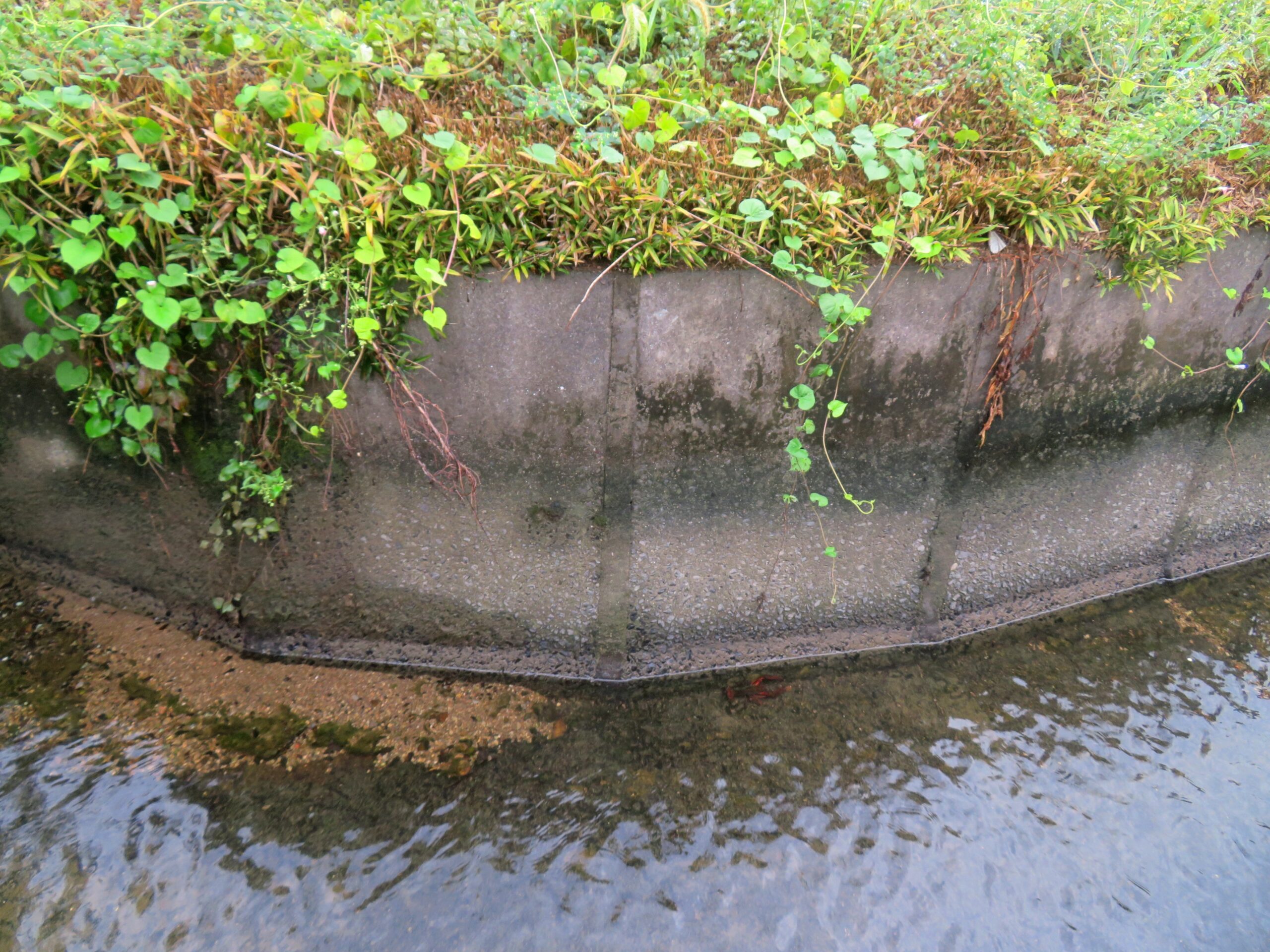 雨の小川