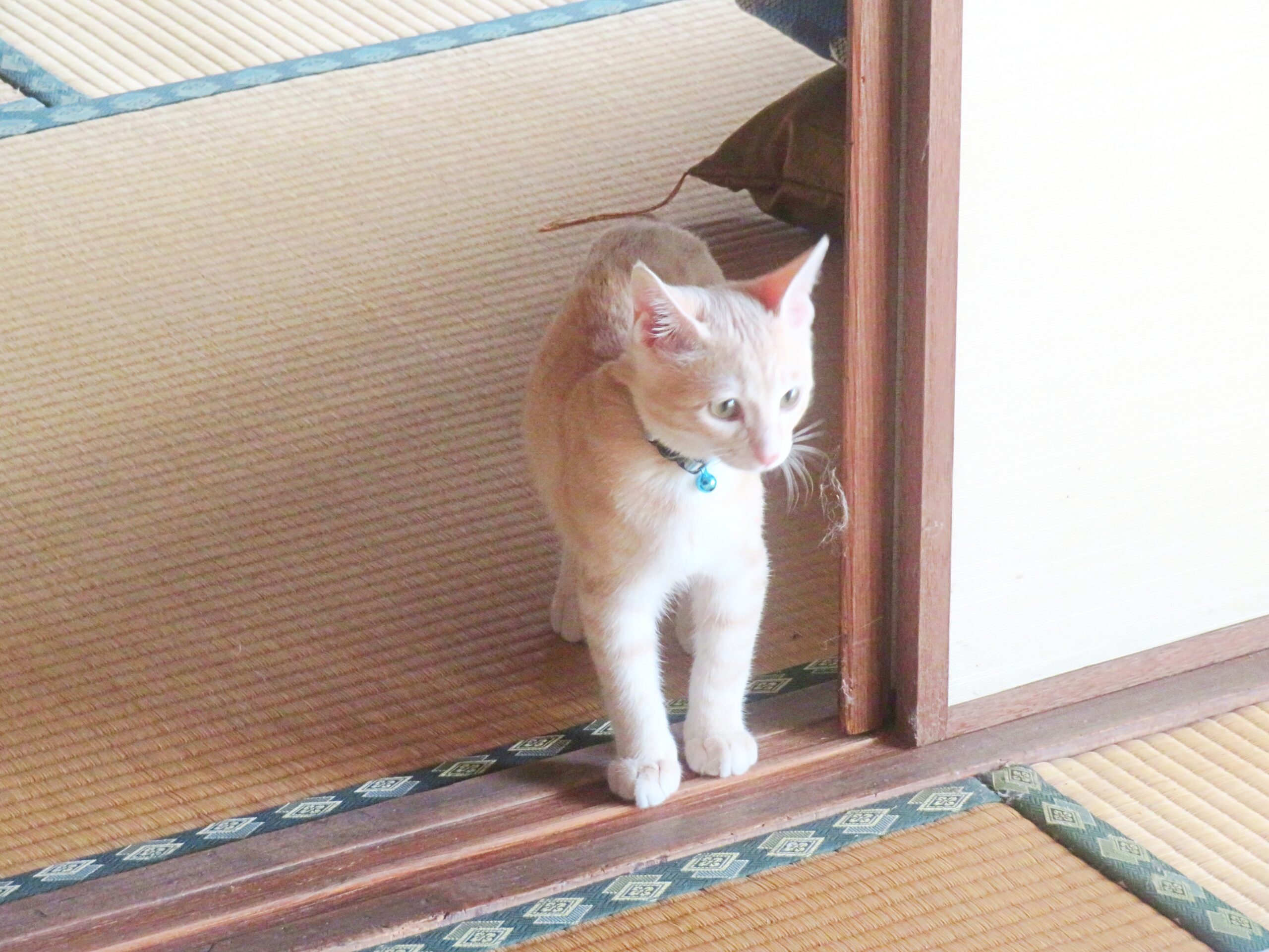 こねこ、そら、遊ぶ