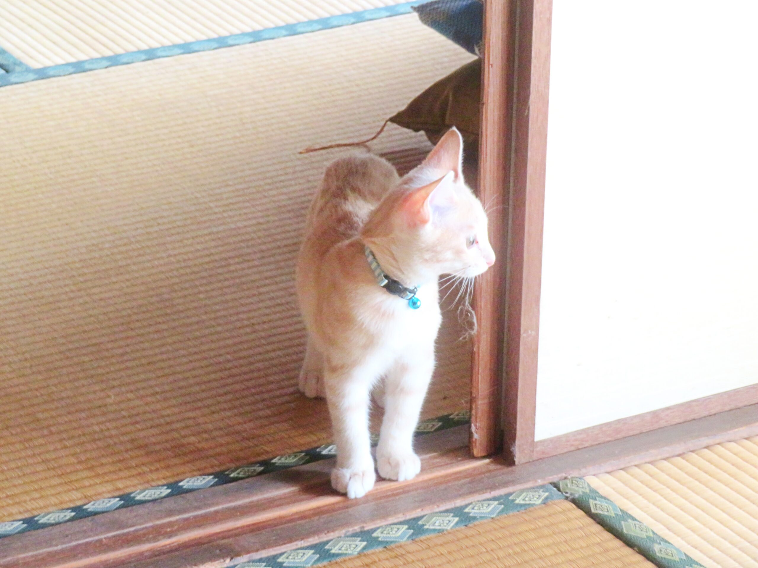 こねこ、そら、遊ぶ