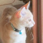 こねこ、そら、遊ぶ