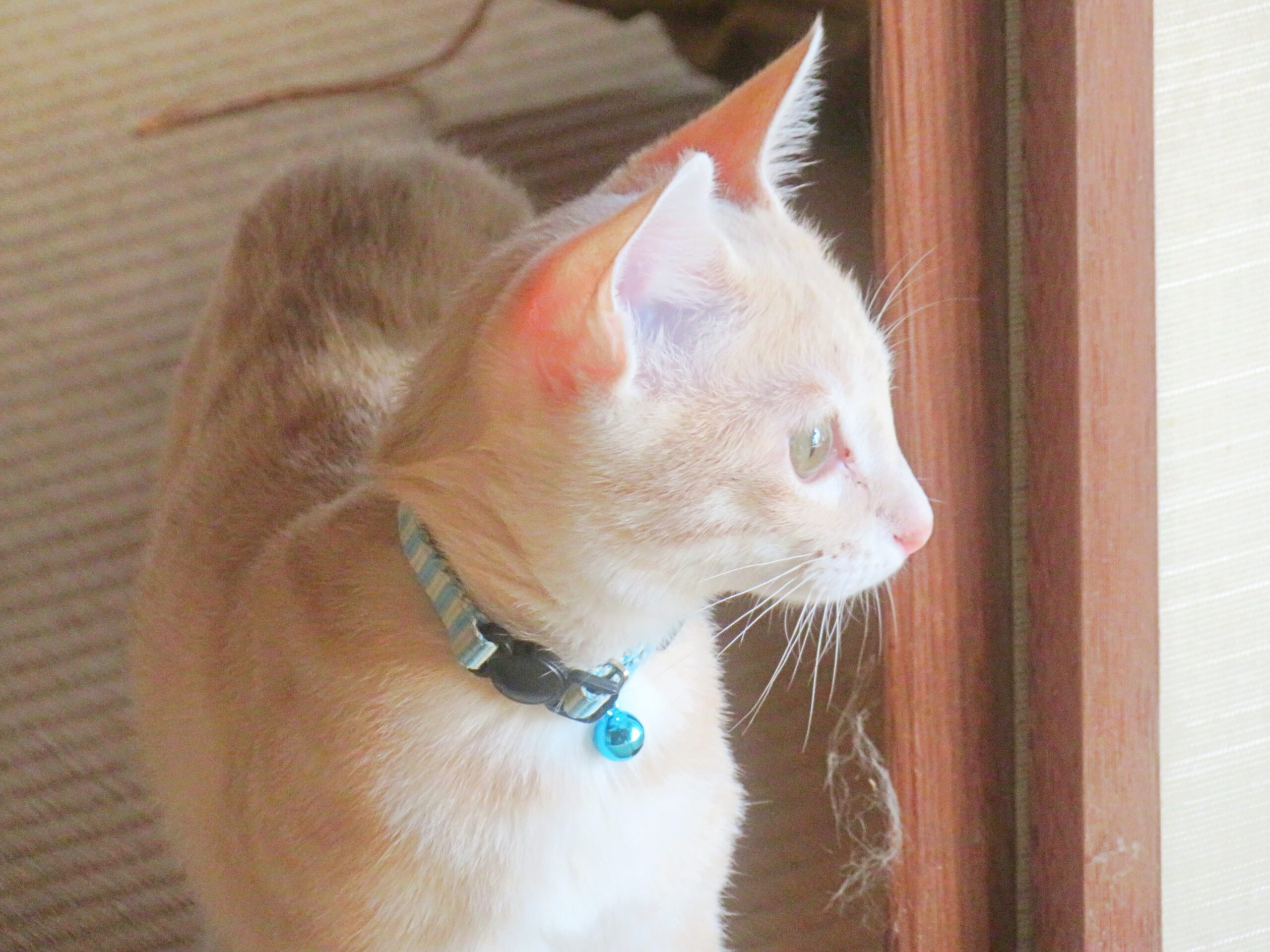 こねこ、そら、遊ぶ