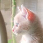 こねこ、そら、遊ぶ