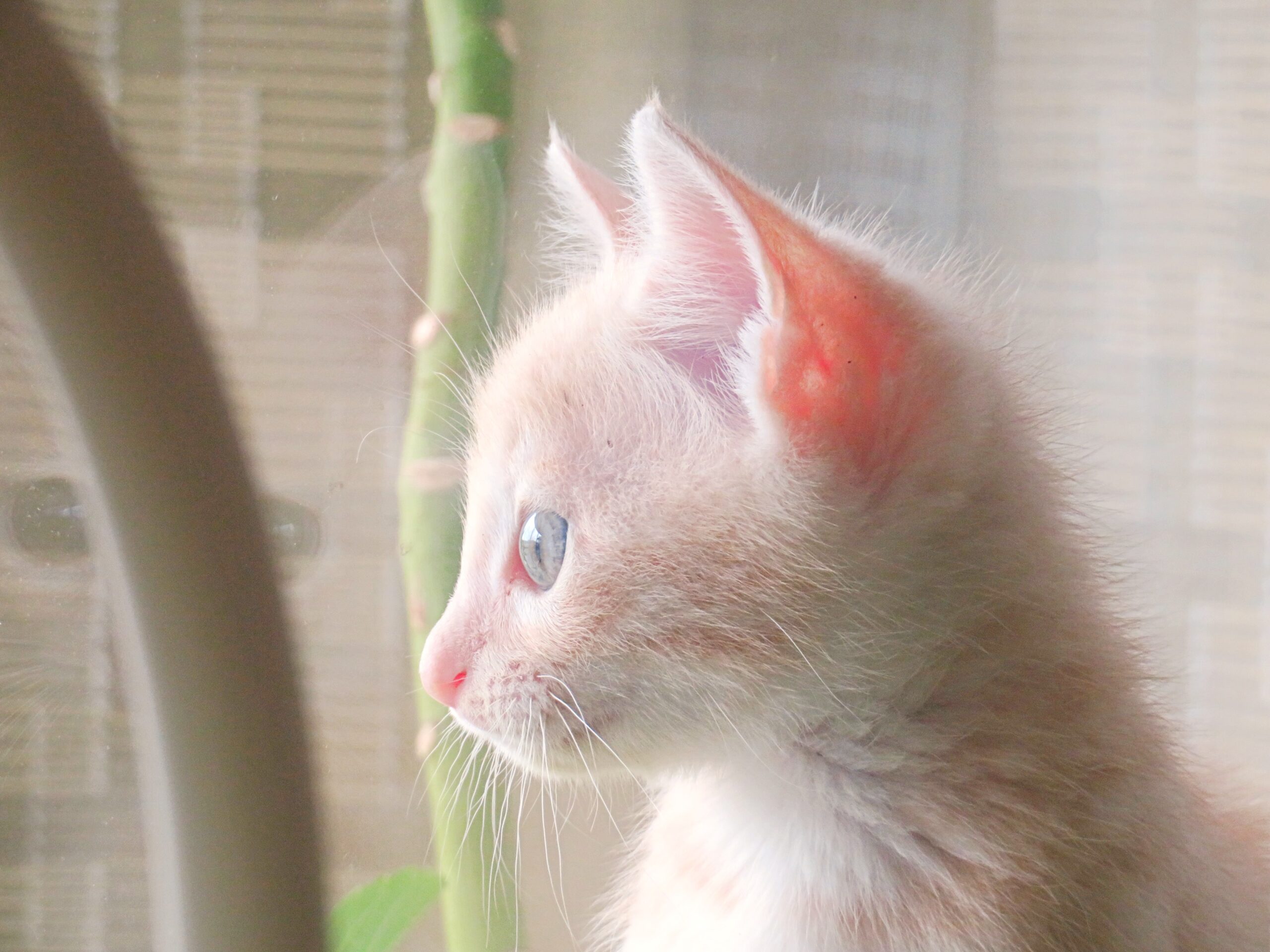 こねこ、そら、遊ぶ