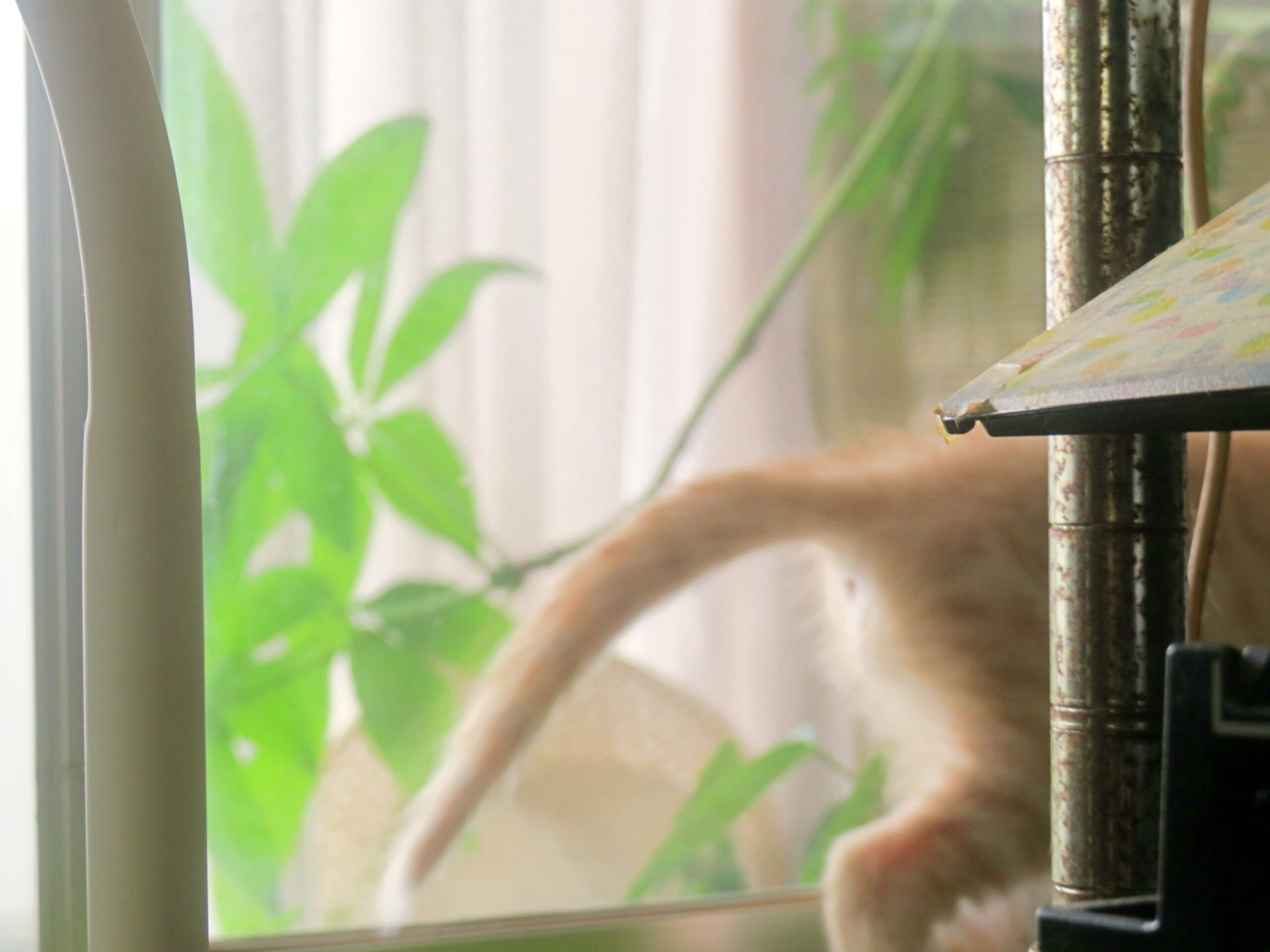 こねこ、そら、遊ぶ