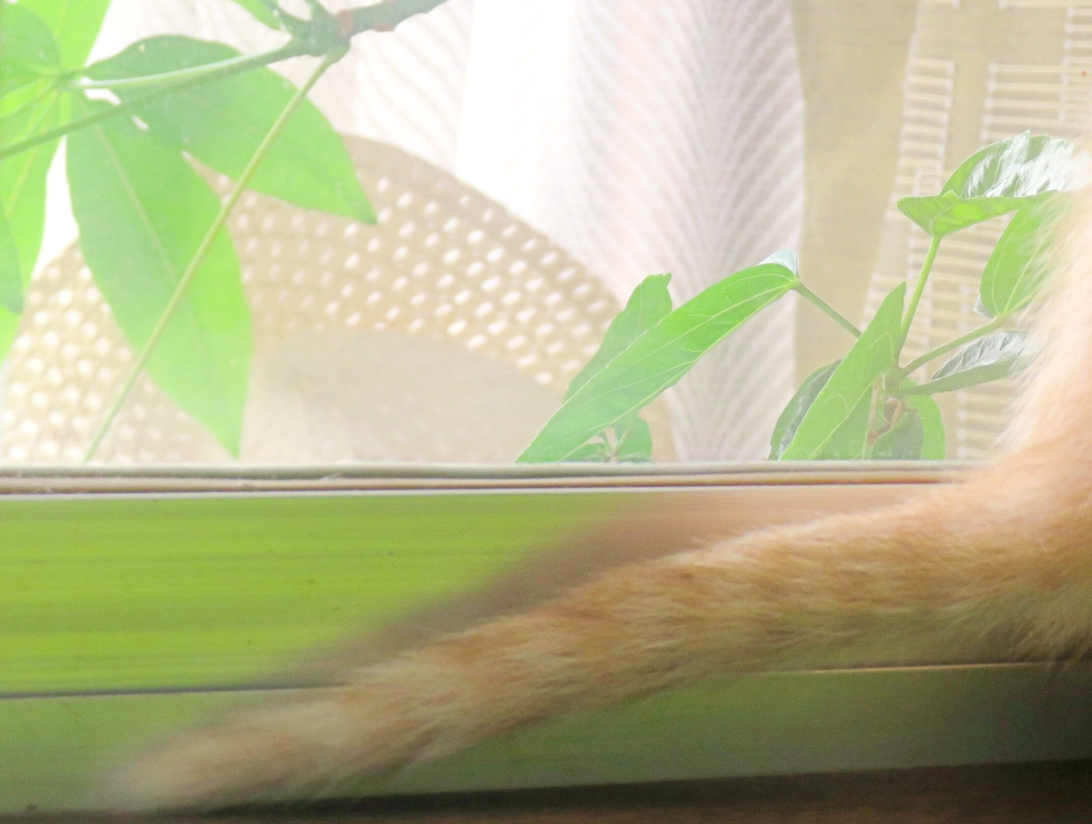 こねこ、そら、遊ぶ