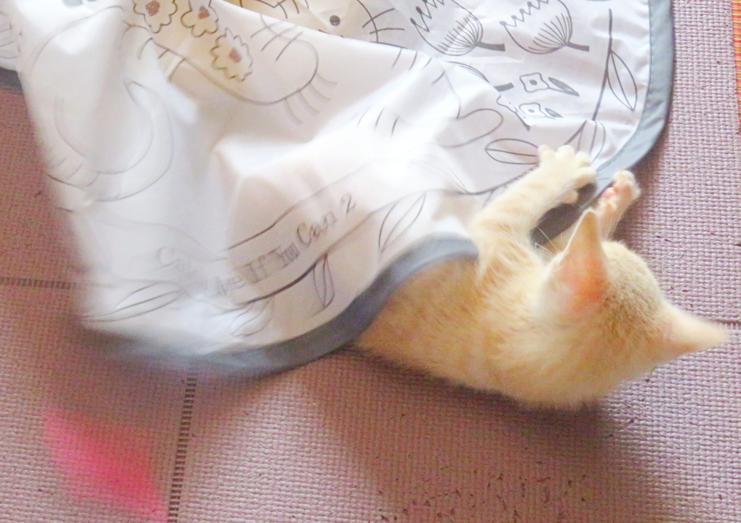 こねこ、そら、遊ぶ