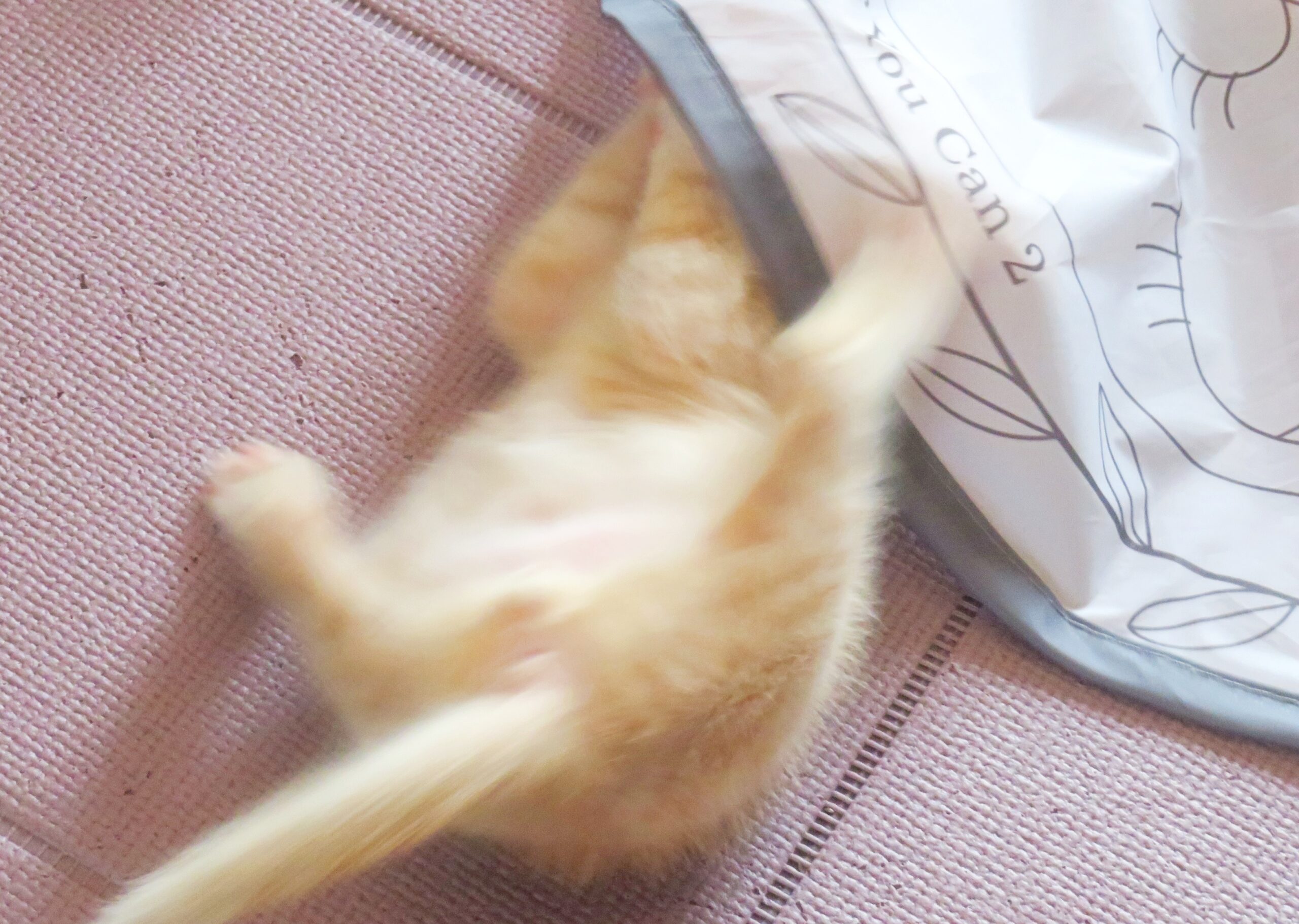 こねこ、そら、遊ぶ