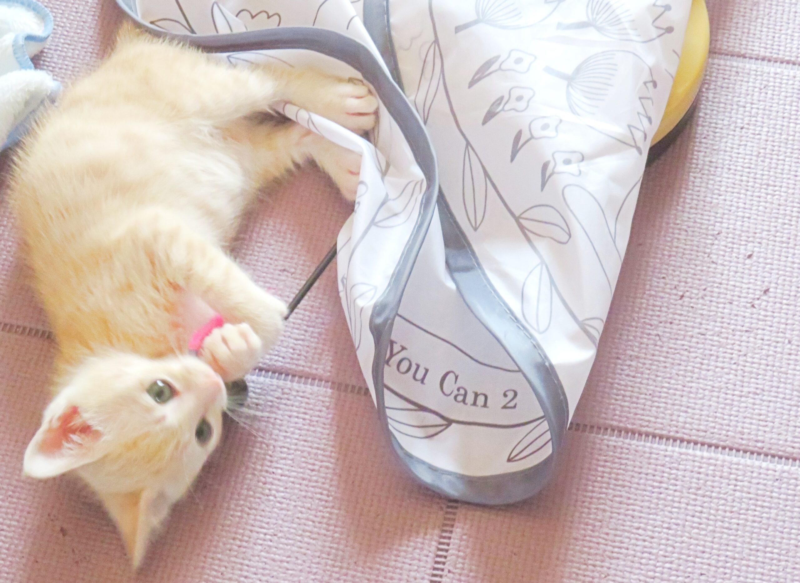 こねこ、そら、遊ぶ