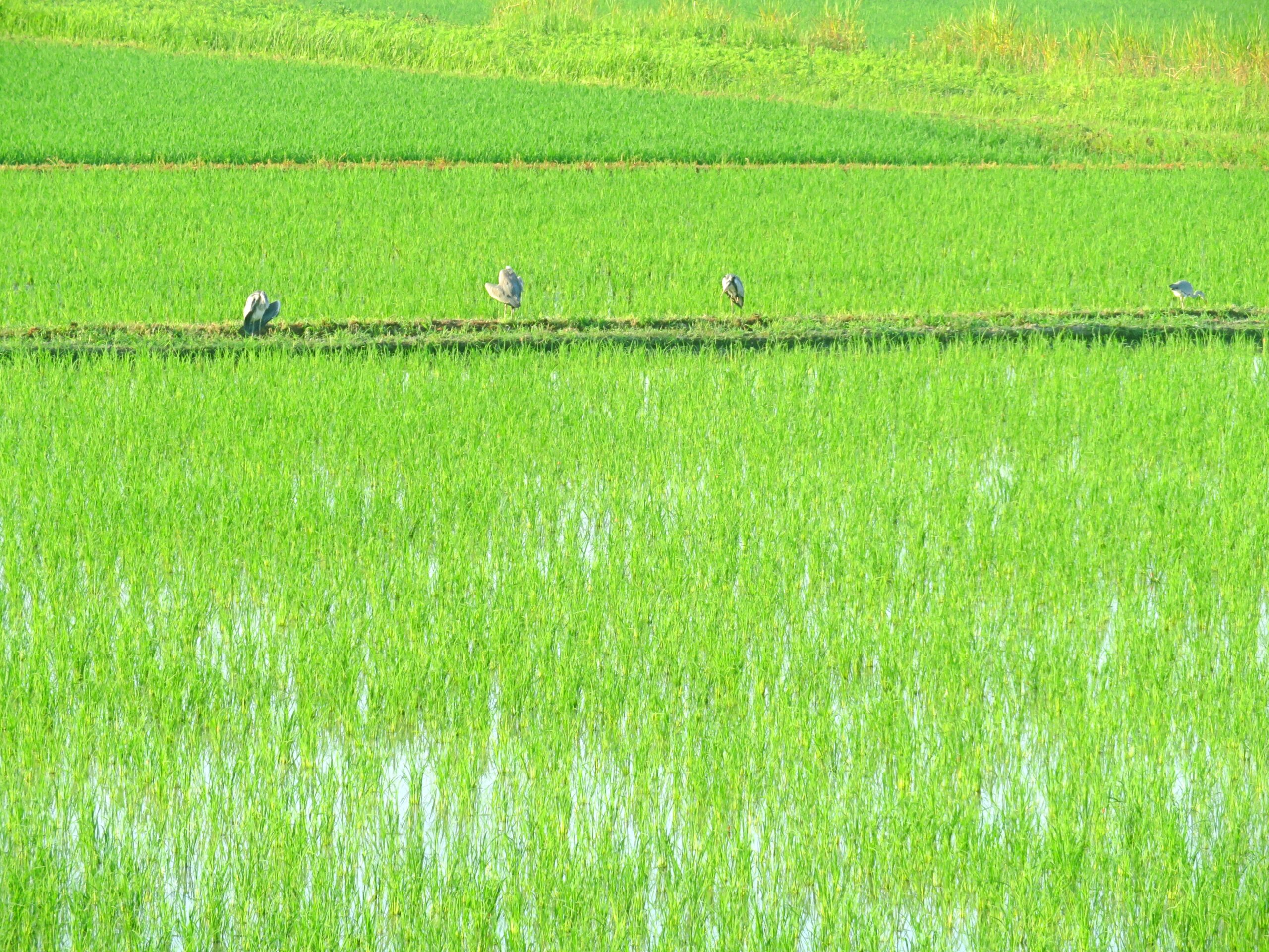 7月 朝の田んぼ