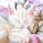 こねこ、そら、ベッド