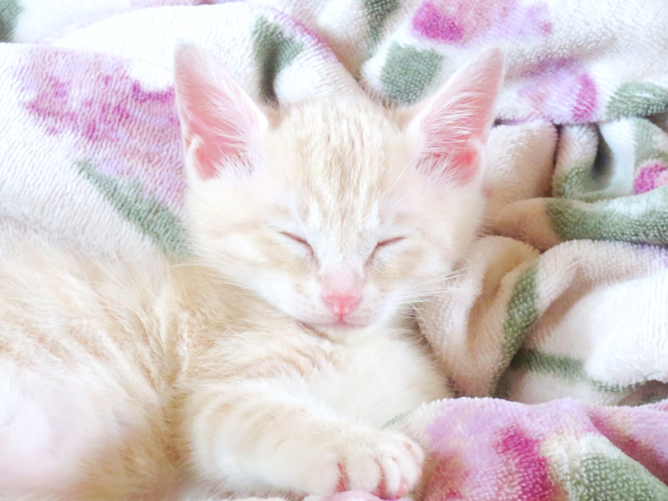 こねこ、そら、ベッド