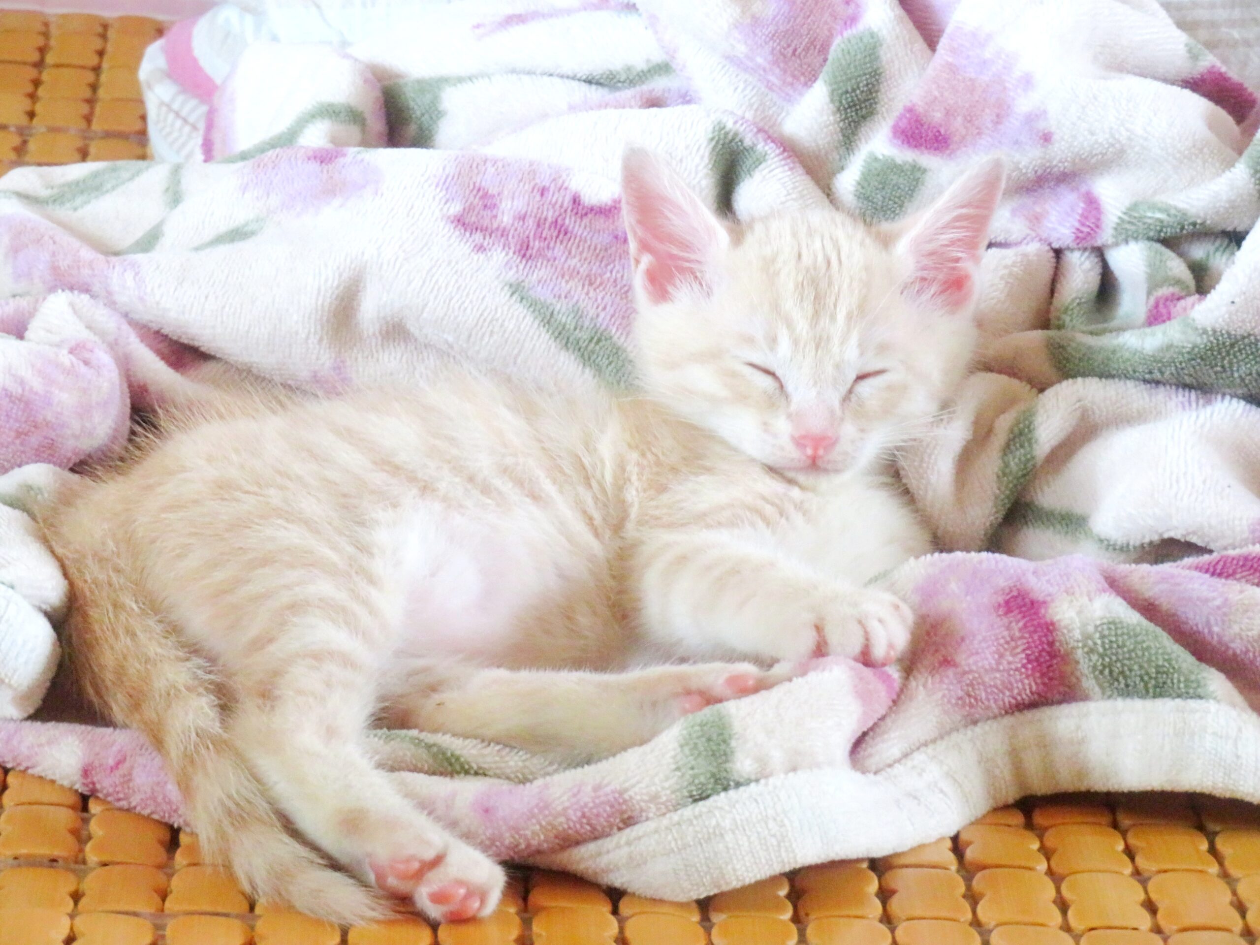 こねこ、そら、ベッド