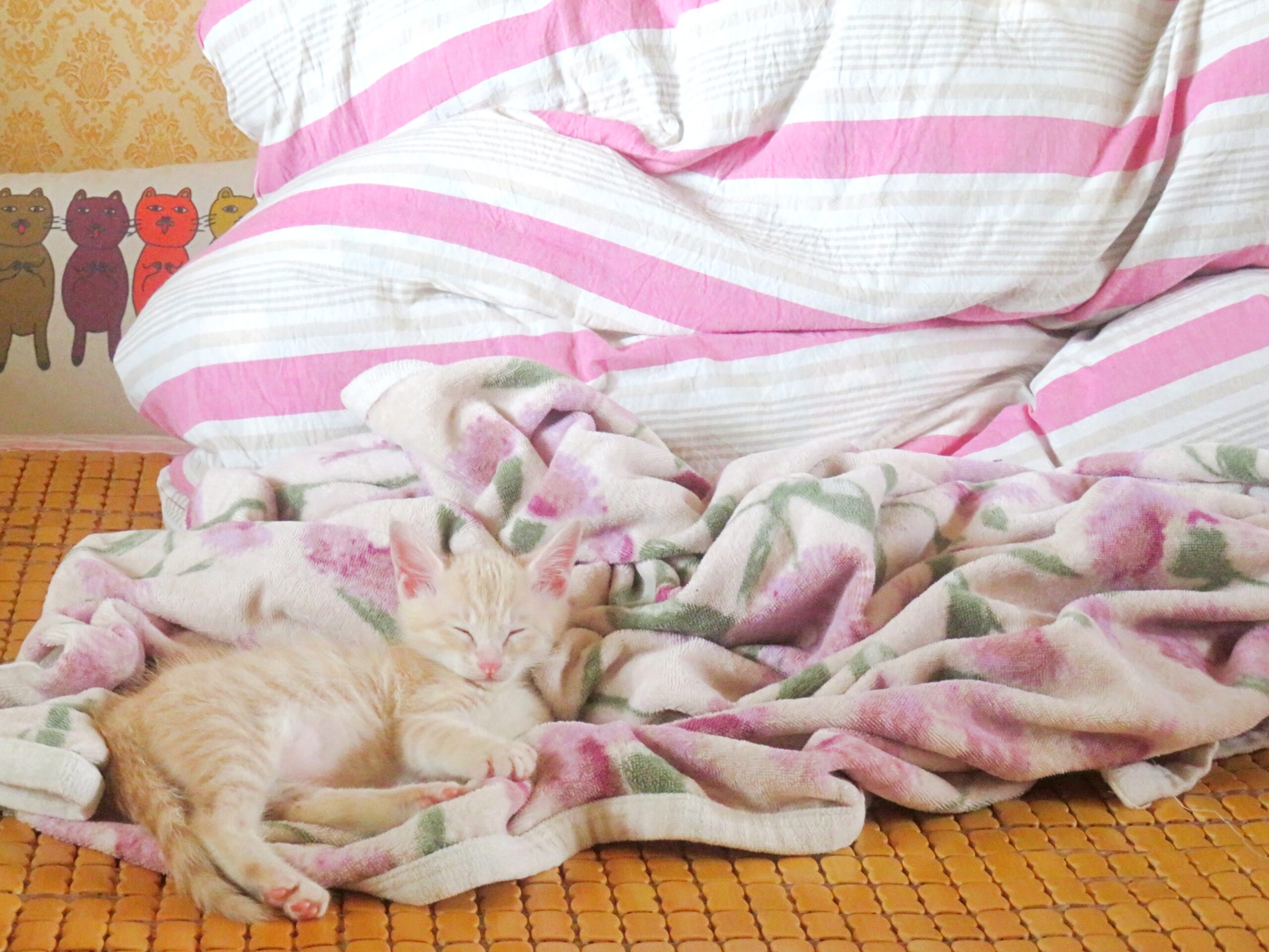 こねこ、そら、ベッド
