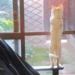 こねこ、そら、遊ぶ