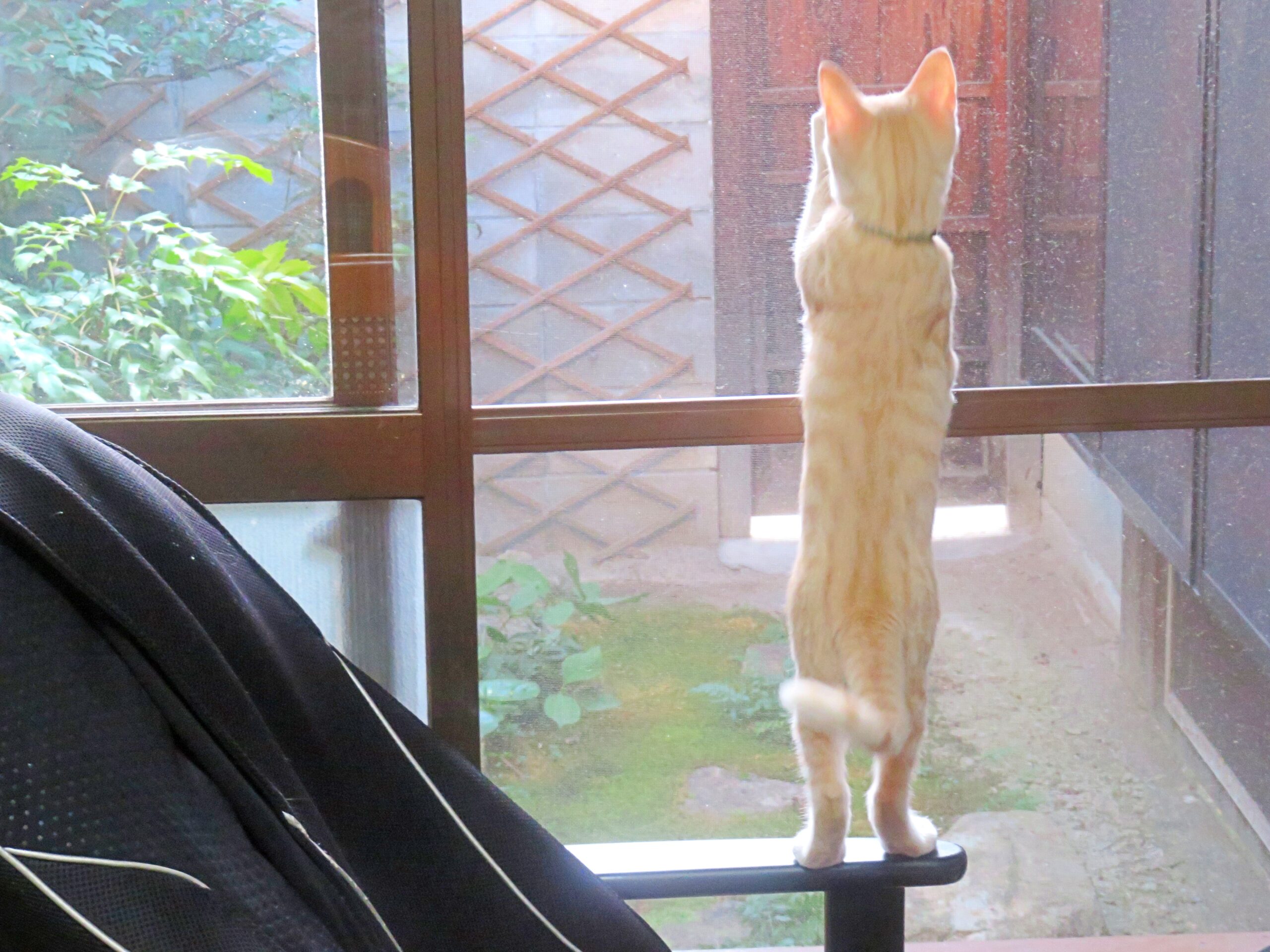 こねこ、そら、遊ぶ